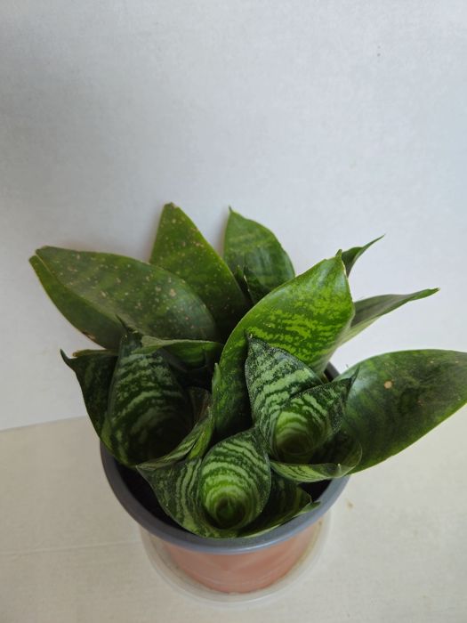 Planta Espada de São Jorge em Vaso Plástico 12 cm