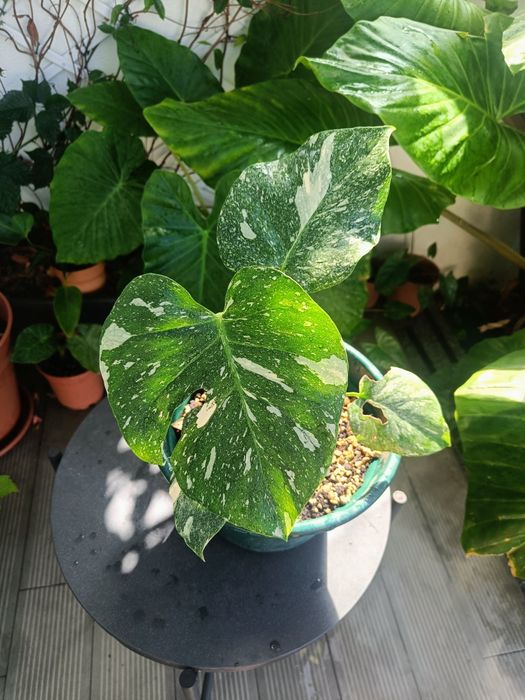 Monstera thai constelation