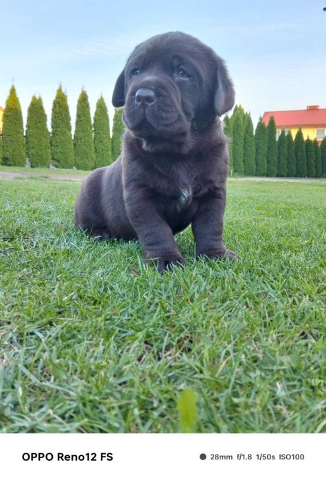 Szczeniak Labrador