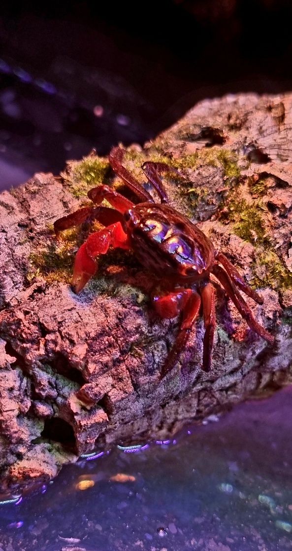 Krab mangrowy (Sesarma mederi)