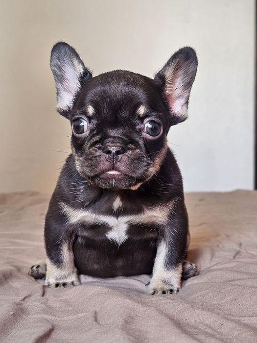 Bulldog Francês fêmea