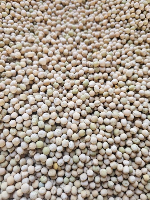 Groch ozimy Dexter rok po centrali