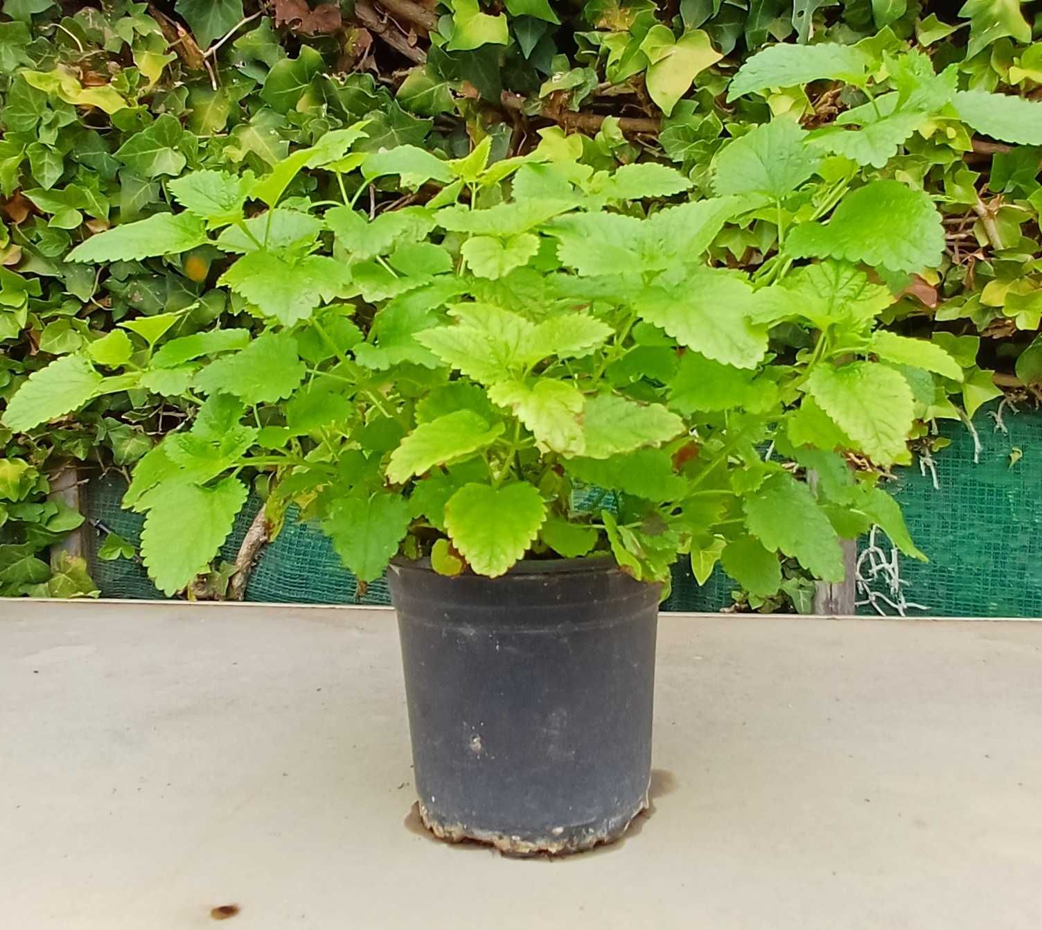 Planta Erva Cidreira em Vaso