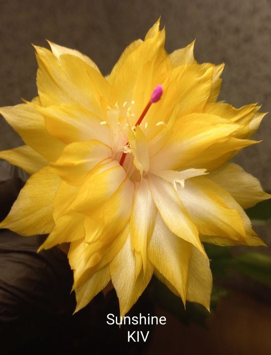 Шлюмбергера Sunshine