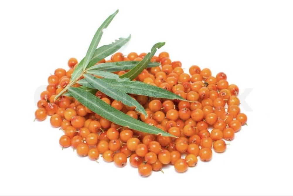 Rokitnik Polski Ekologiczny swiezy sam owoc