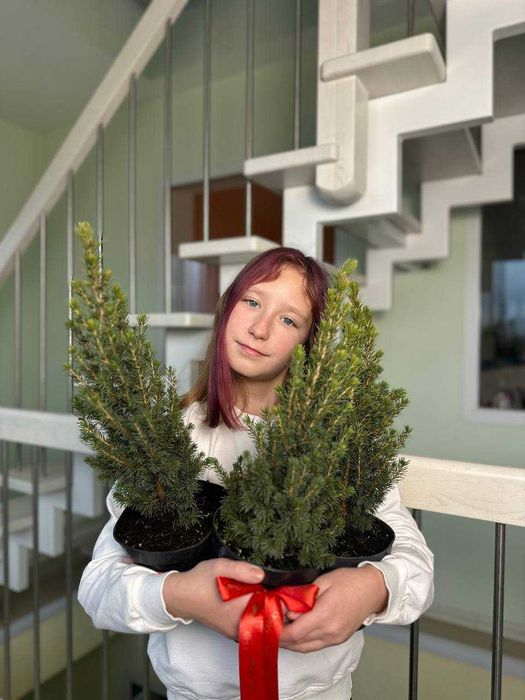 Комплект (1+1=3) Ялинка Коніка в горщику