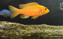 Aulonocara "Fire Fish" pyszczak