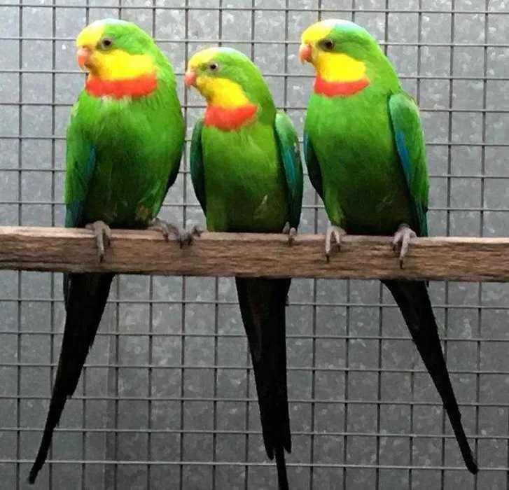 В продаже Александрийские попугаи,китайские