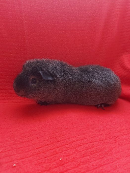 Морська свинка Тедді. Альбінос