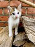 Kotek do adopcji