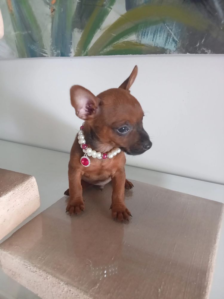 Pinscher Miniatura