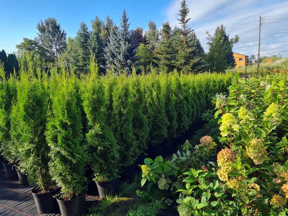 Tuja Szmaragd Szmaragdowa Tuje Szmaragdy 150CM Wys hodowane w doniczce