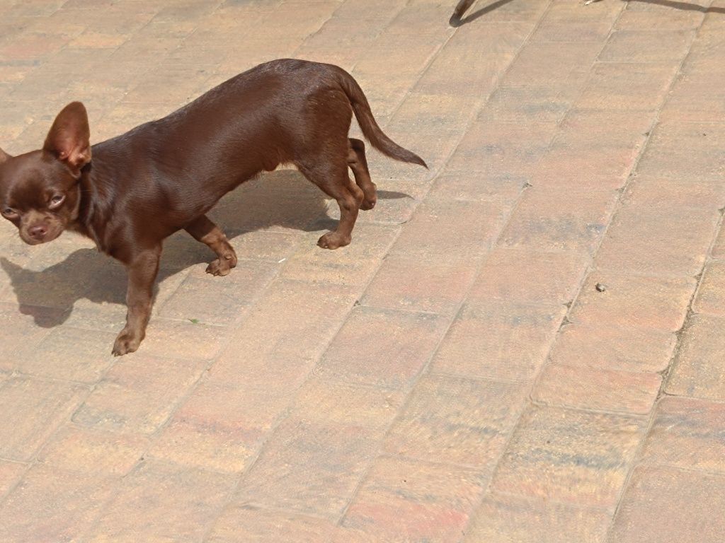 Chihuahua piesek