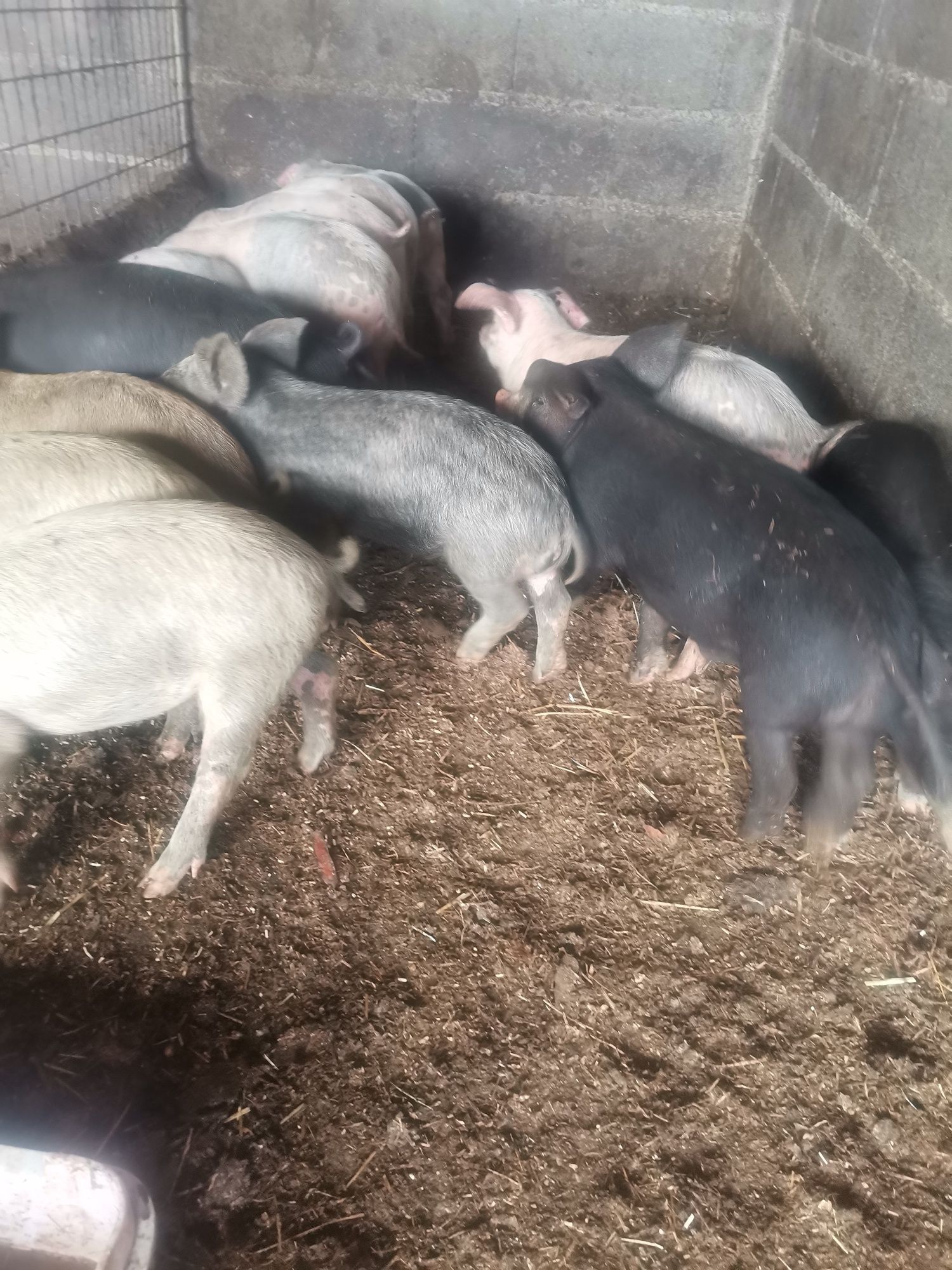 Leitões mangalitsa "porco ovelha"x bísaro e bísaro  puros