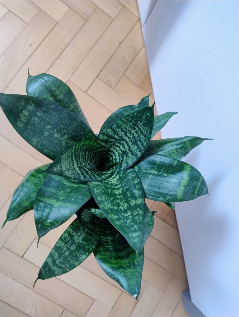 Sansewiera Trifaciata 'HAHNII' doniczka  C12