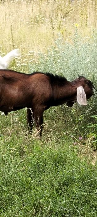 Сто процентний англонубійський козел на паровку.