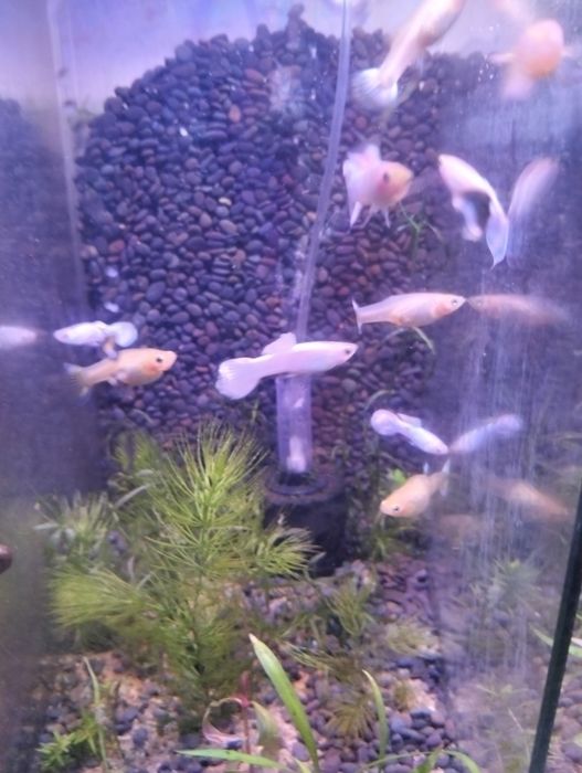 Packs para aquário guppys/camarões/plantas/enguias de vinagre