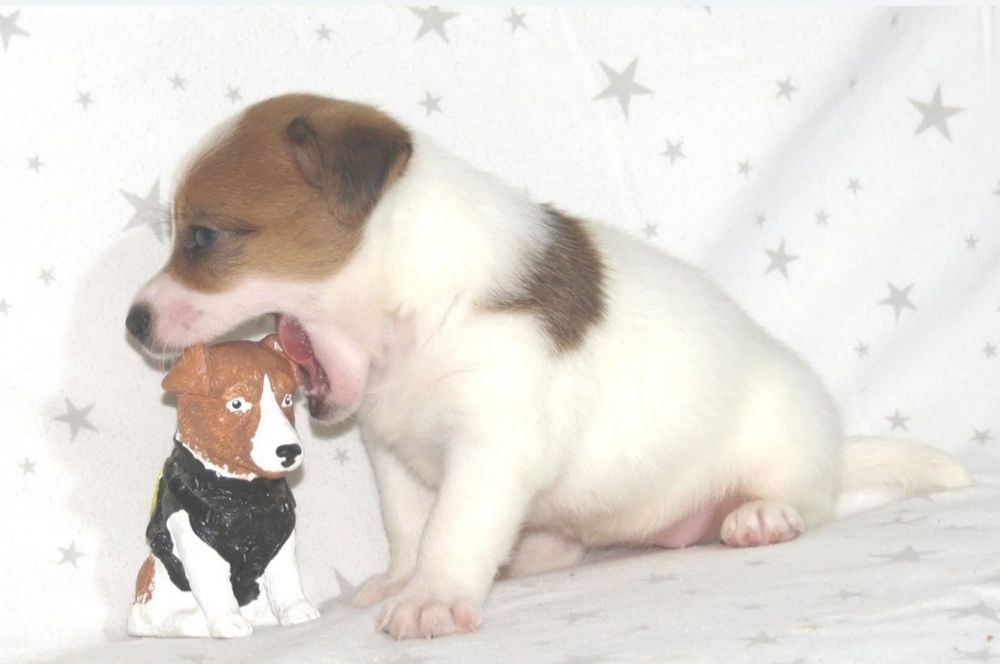 Джек Рассел тер'єр з документами клубу КСУ