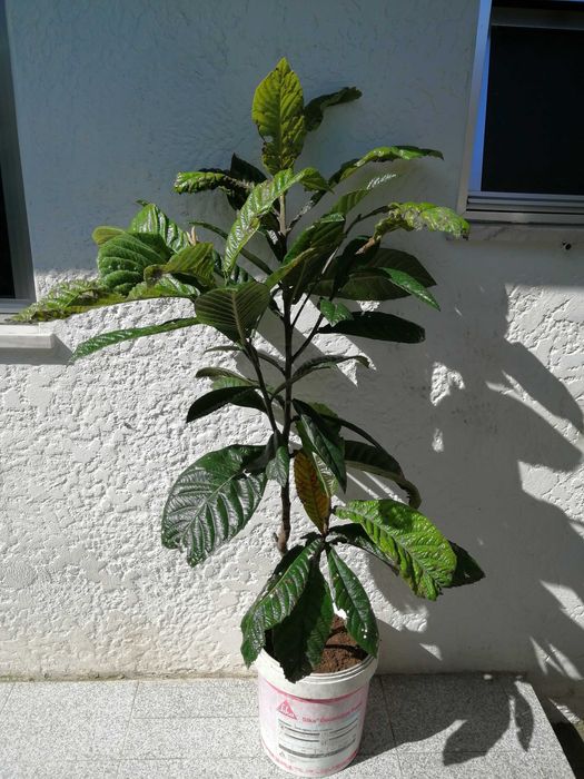 arvores de fruto nespereira magnoreiro loureiro maracujá anona phisali