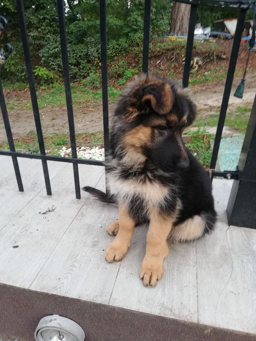 Sprzedam szczeniaka owczarka niemieckiego długowłosego