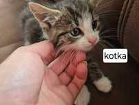 Kotki gotowe na nowe domy