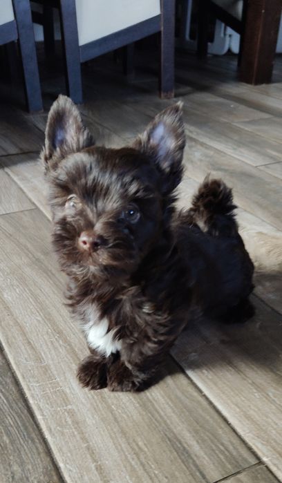 Czekoladowy samiec Yorkshire terrier