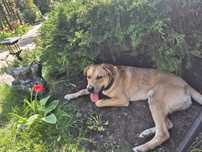 Piesek do adopcji