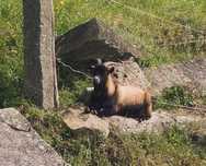 Cabrito anão com cerca de um ano