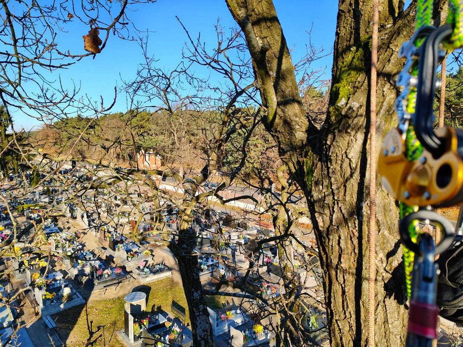 Wycinka/Pielęgnacja Drzew - Alpinistycznie