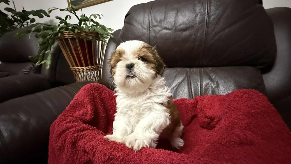 Suczka shih tzu z rodowodem