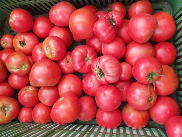 Pomidory ekologiczne szklarnio tel.537×596×200