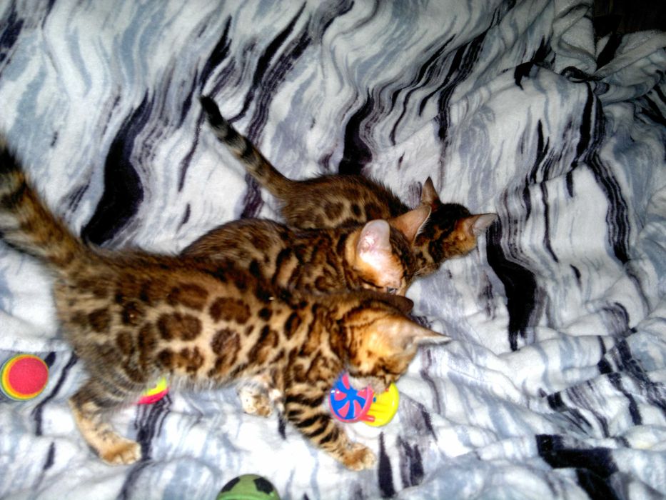 Елітна бенгалочка ШОУ клас від клубної вязки в розведення