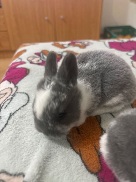 Coelhinho anão Netherland Dwarf mix