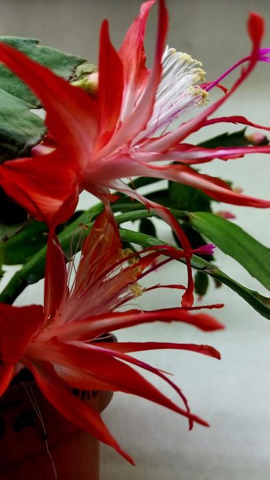 Шлюмбергера Чиба Спот - schlumbergera chiba spot