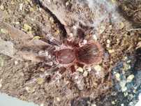 Pająk Ptasznik białokolanowy, samica Acanthoscurria geniculata 4 dc