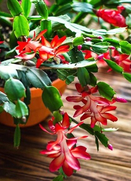 Fiołek afrykański + kalanchoe + grudnik czerwony, biały