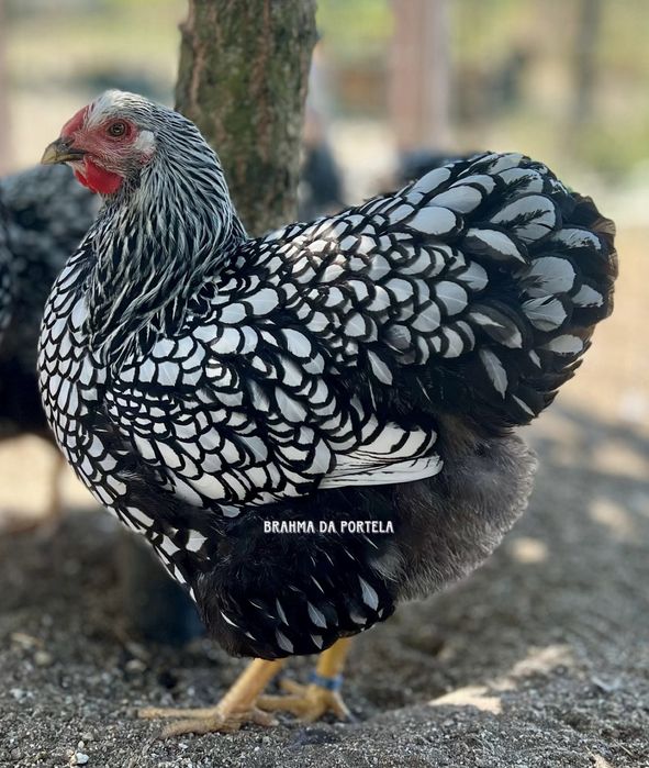 WYANDOTTE PRATA / SILVER AZUL LACEADO - EXCELENTE GENÉTICA