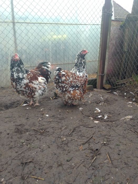 Продам сім'ю курей орпінгтон