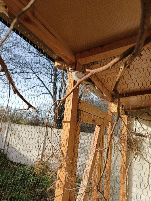 Gołąbki diamentowe