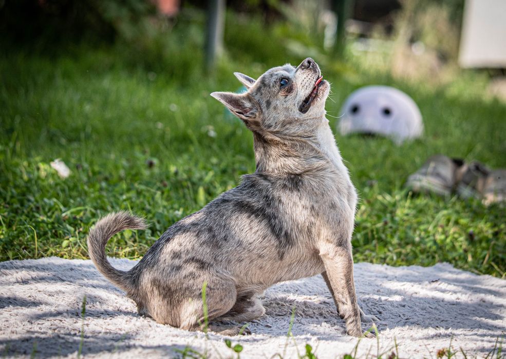 Reproduktor Chihuahua merle