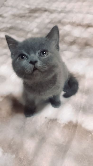 Котинята шотландці