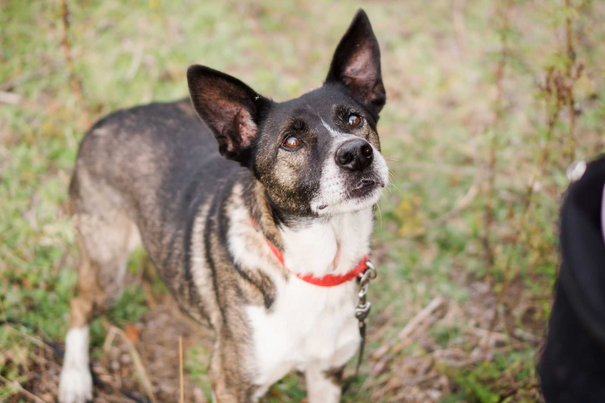 10 letni Salto do adopcji!
