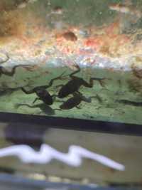 Żabka akwariowa karlik szponiasty wysylam