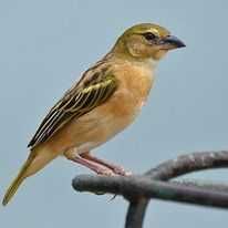 Aves exóticas anilhadas 2024/2025