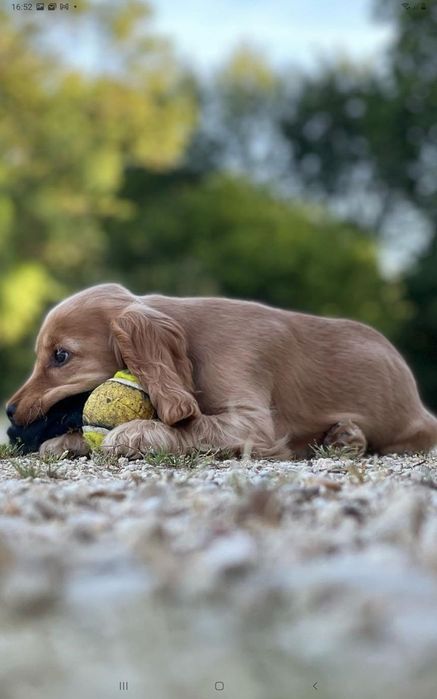 Англійський кокер-спаніель — витонченість і розум у гармонії.
