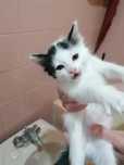 Daisy e Maria gatinhas bebés para adoção