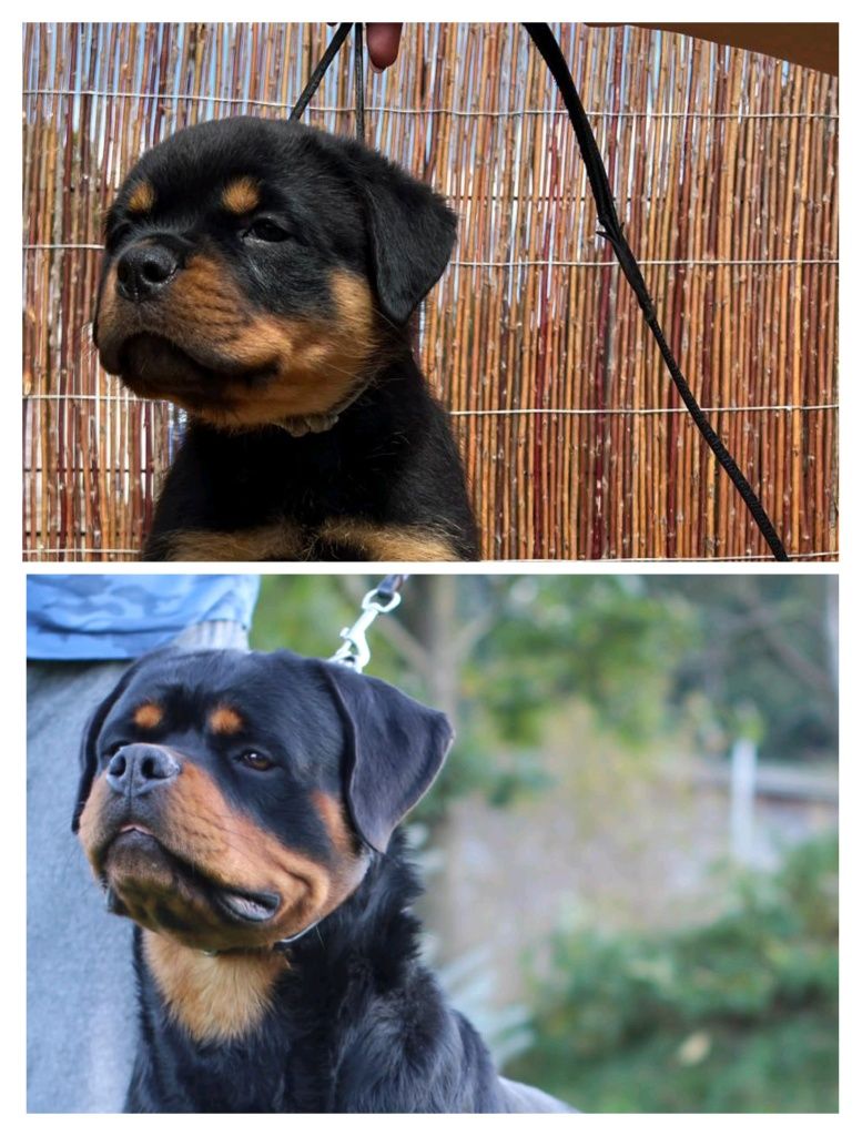 Rottweiler szczenię FCI ZKwP szczeniak pies TOP rodowód wystawy