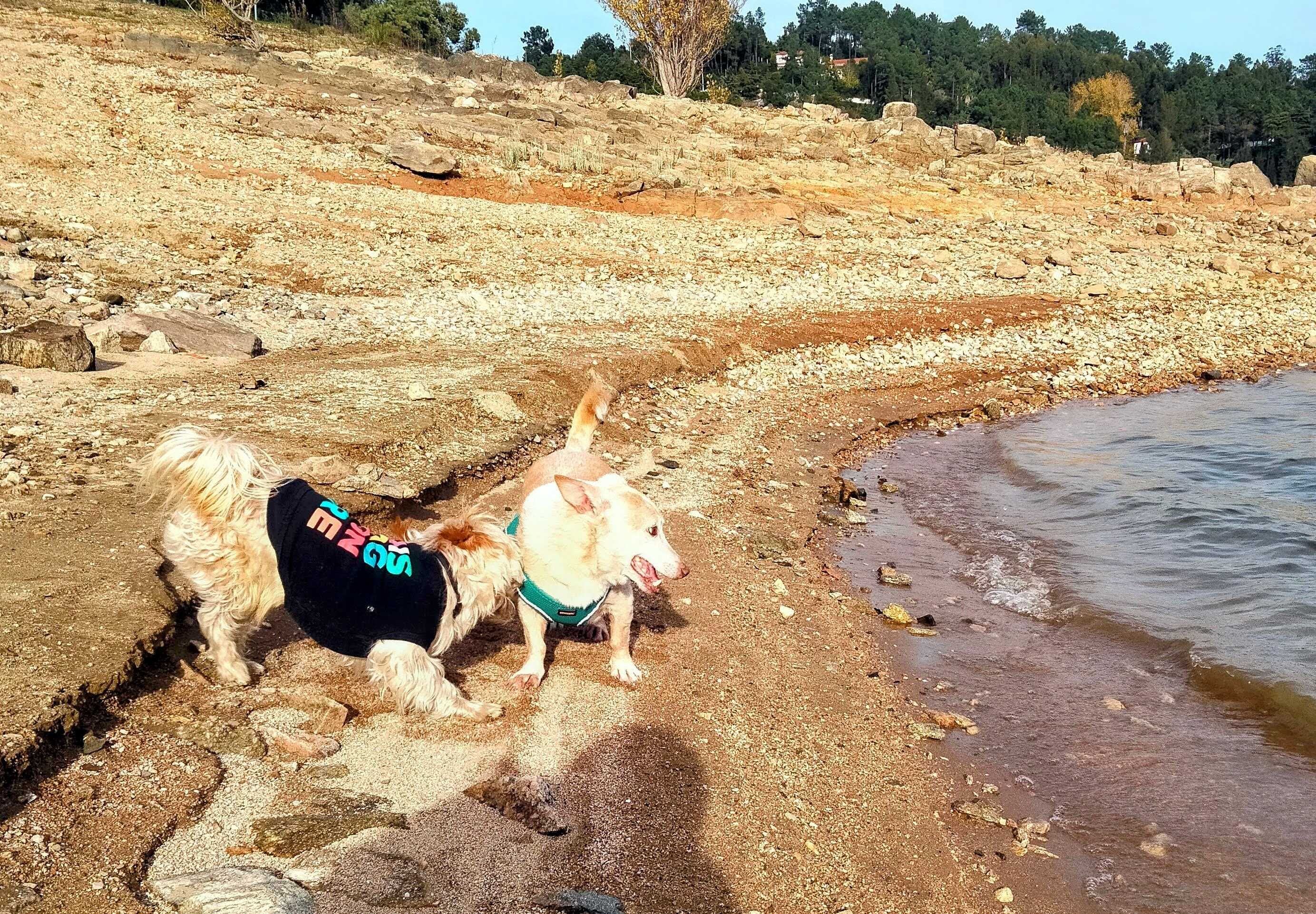 Cuido do seu melhor amigo com amor e atenção — Pet Sitting em Tomar