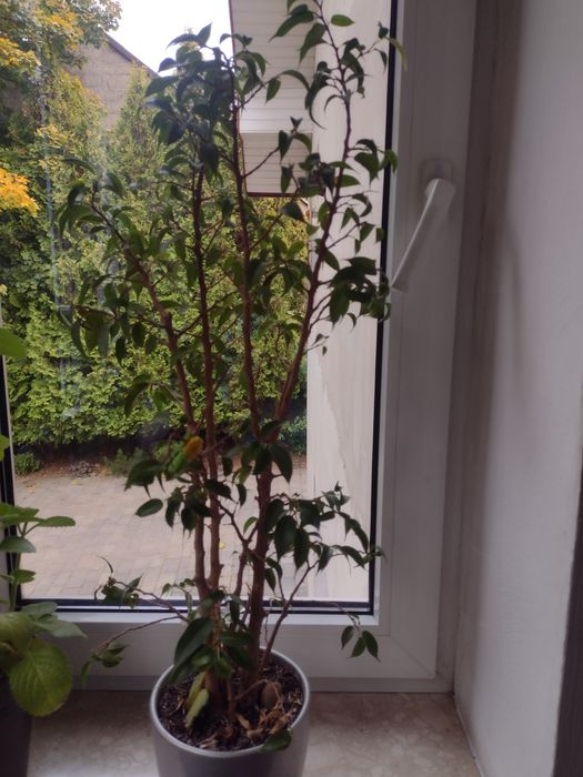 fikus Benjamin,kwiat w doniczce