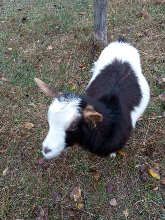 Срочно продам козочок